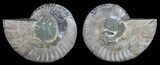 Polished Ammonite Pair - Agatized #59454-1